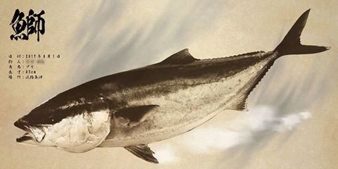 鰤魚拓