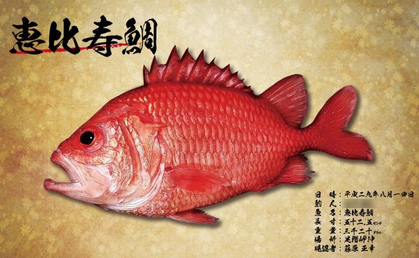 恵比寿鯛－魚拓