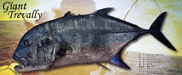 GT魚拓