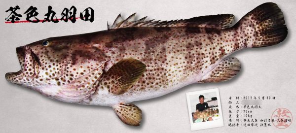 ハタ-デジタル魚拓