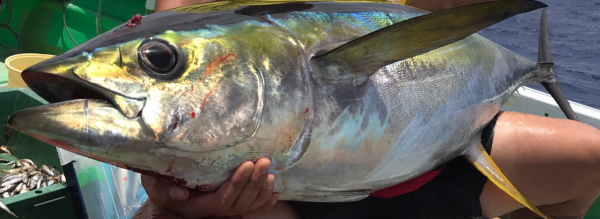 キハダマグロ元画像