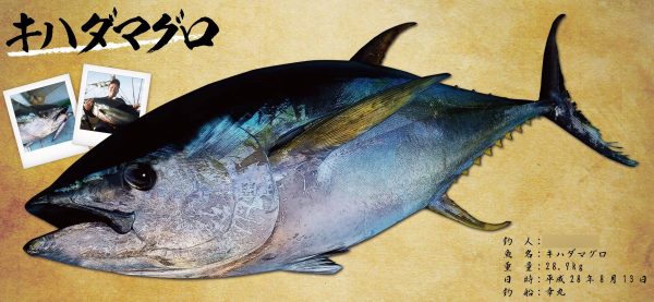 キハダマグロ魚拓