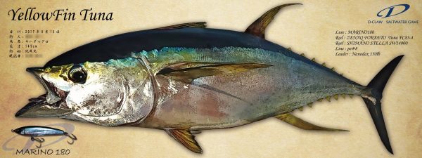 キハダマグロ魚拓完成画像
