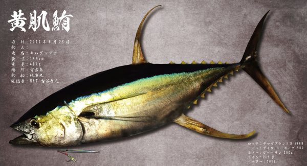 魚体修正後