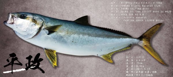 ヒラマサ魚拓