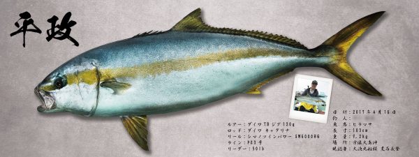 ヒラマサ魚拓