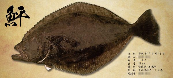 鮃デジタル魚拓