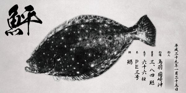 ヒラメ魚拓