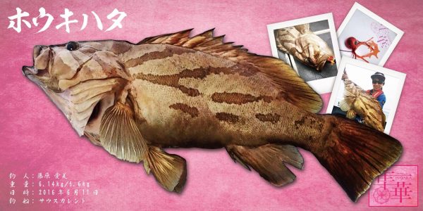 ホウキハタ