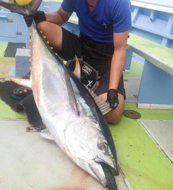 キハダマグロ元写真