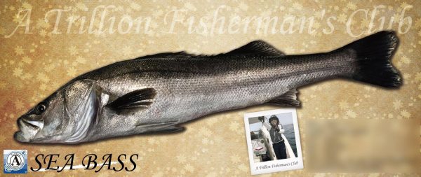 シーバス魚拓