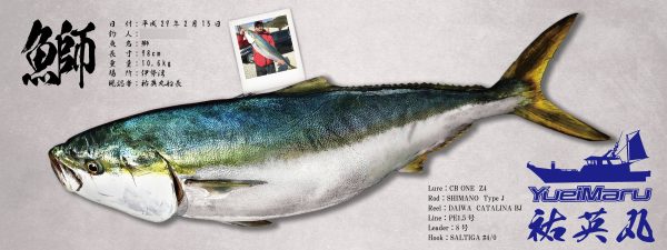 鰤-魚拓