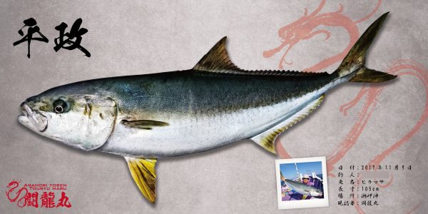 ヒラマサ魚拓