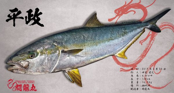 ヒラマサ魚拓