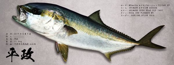 ヒラマサ完成魚拓