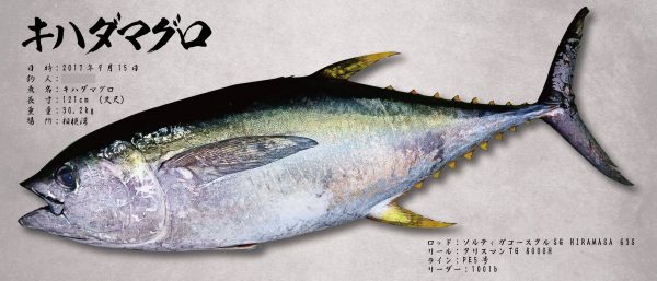 キハダマグロ魚拓