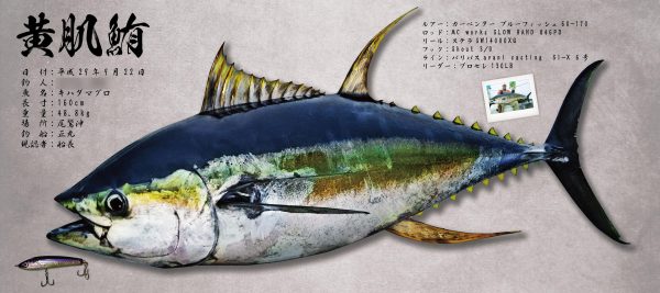 キハダマグロ魚拓