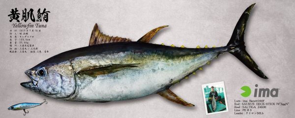 キハダマグロ魚拓
