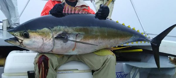 キハダマグロ元画像