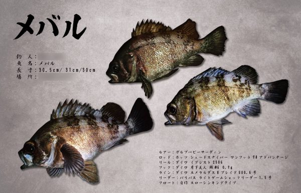 メバル魚拓
