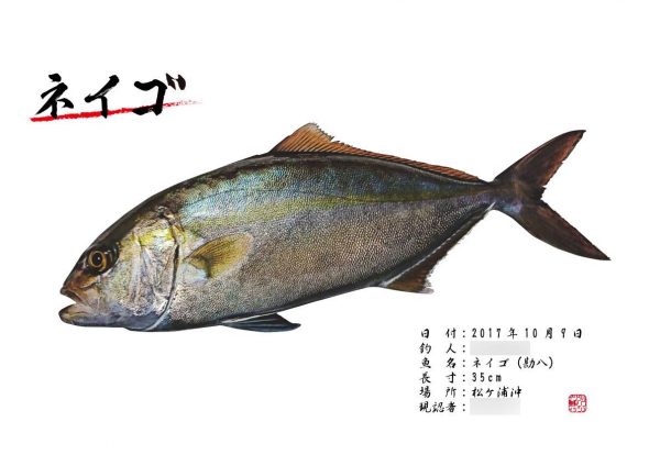 ネイゴ魚拓