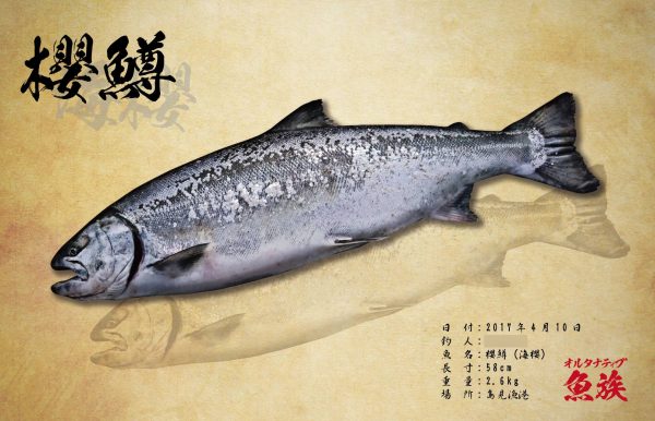 サクラマス