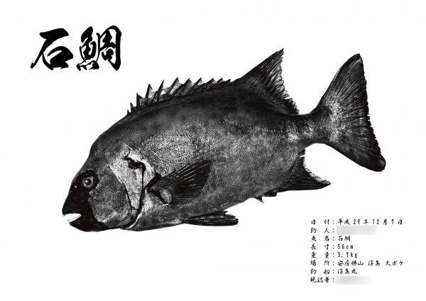 石鯛-墨