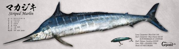 マカジキ魚拓