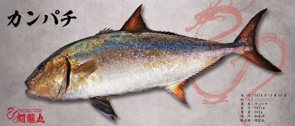 カンパチ魚拓