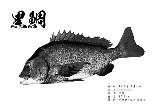 黒鯛魚拓