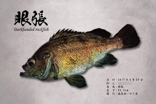 メバル魚拓