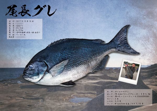 尾長グレ魚拓