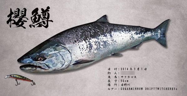 サクラマス魚拓