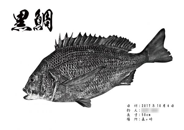 黒鯛-魚拓