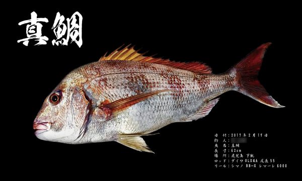 真鯛魚拓