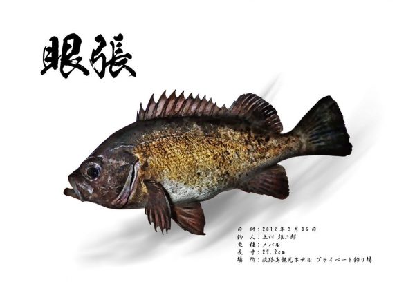 メバル魚拓