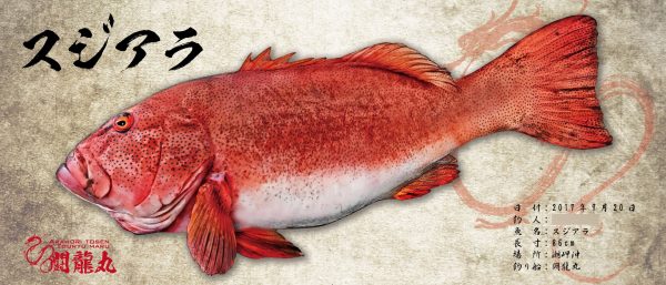 スジアラ魚拓