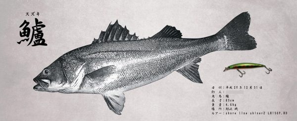 鱸魚拓
