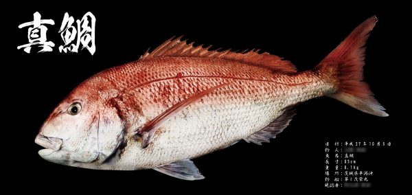 背景黒魚拓