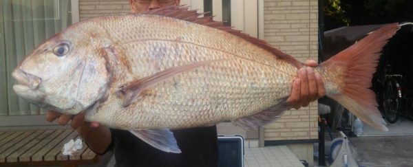 鯛元画像