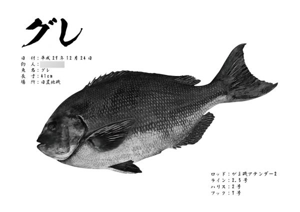 グレ魚拓