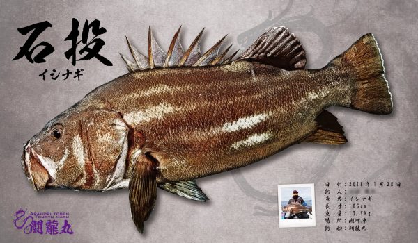 イシナギ魚拓