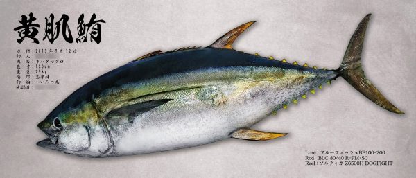 キハダマグロ魚拓