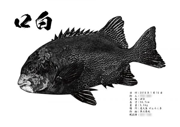 クチジロ魚拓