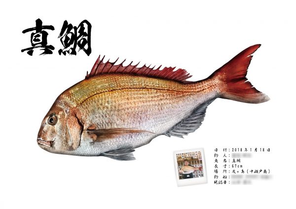 真鯛魚拓