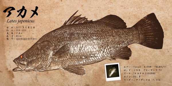 赤目魚拓
