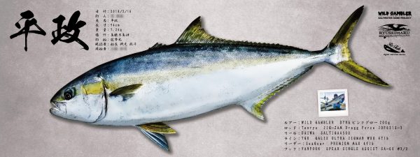 ヒラマサ魚拓