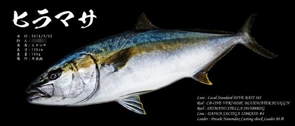 ヒラマサ魚拓