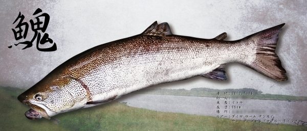 イトウ魚拓