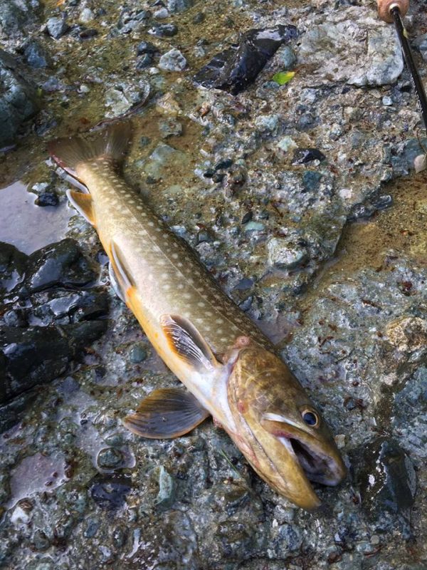 岩魚